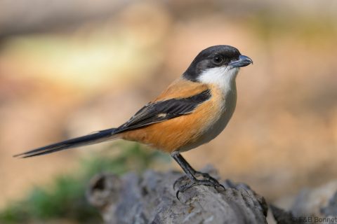 Burmese Shrike_China-2