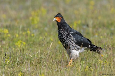 Carunculated Caracara_Ecuador-3