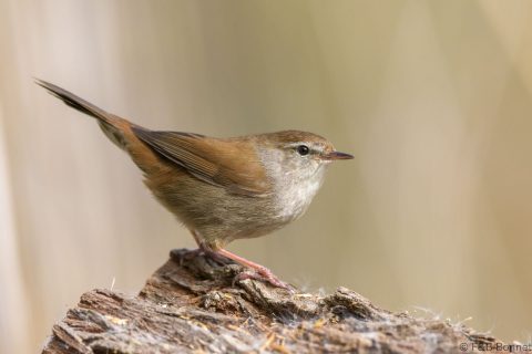 Cetti's Warbler_Spain-2