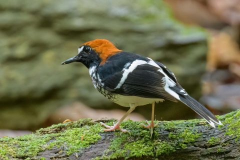 Chestnut-naped Forktail_Thailand-3