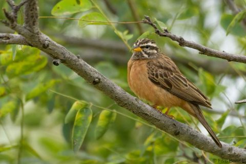 Cinnamon-breasted Bunting_South Africa-3