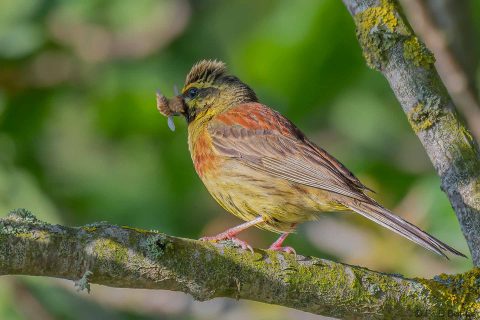 Cirl Bunting_France-3