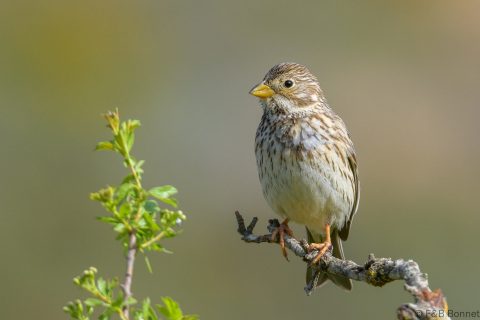 Corn Bunting_Spain-4