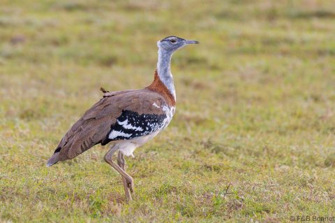 Denham's Bustard_South Africa-4