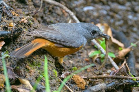 Forest Rock Thrush_Madagascar-2