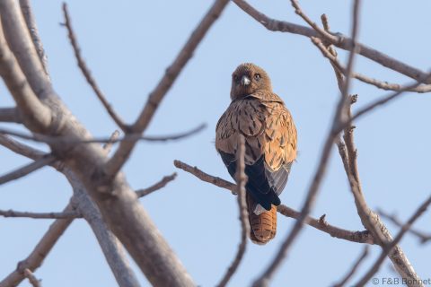 Fox Kestrel_Senegal-1