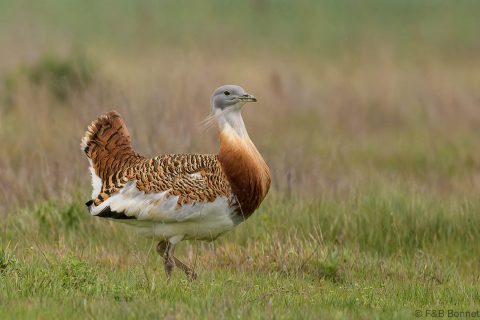 Great Bustard_Spain-1
