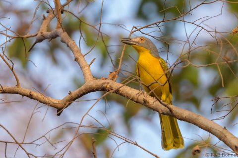 Grey-headed Bushshrike_Senegal-1