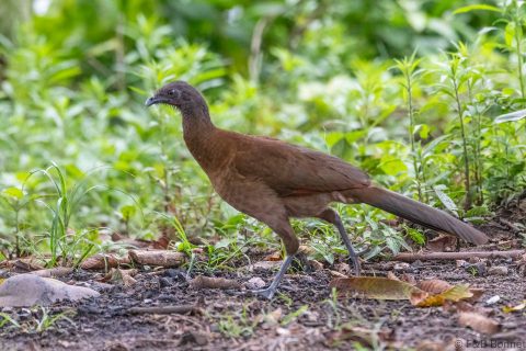 Grey-headed Chachalaca_Ecuador-1