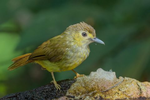 Hairy-backed Bulbul_Thailand-4