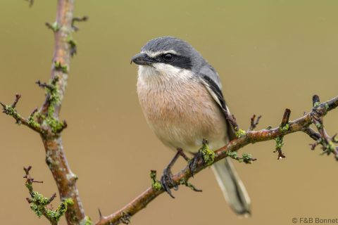 Iberian Gray Shrike_Spain-1
