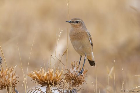 Isabelline Wheatear_Spain-1