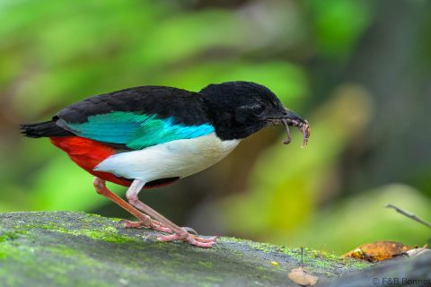 Ivory-breasted Pitta_Indonesia-1