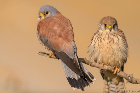 Lesser Kestrel_Spain-6