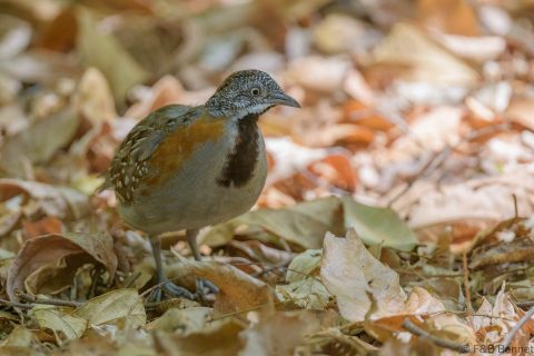 Madagascar Buttonquail_Madagascar-1