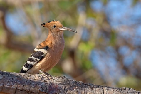 Madagascar Hoopoe_Madagascar-3