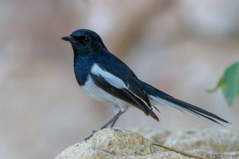 Madagascar Magpie-Robin_Madagascar-1