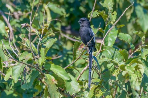 Magpie Shrike_South Africa-1