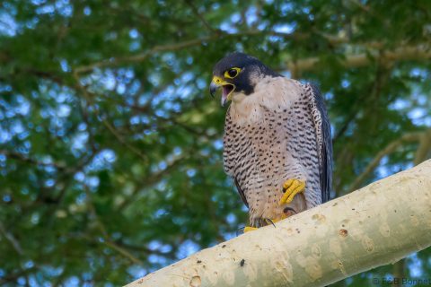 Peregrine Falcon_South Africa-1