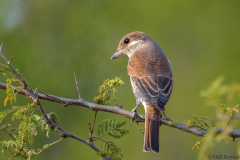 Red-backed Shrike_South Africa-3