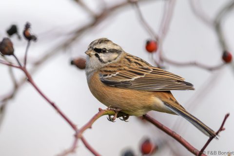 Rock Bunting_Spain-8