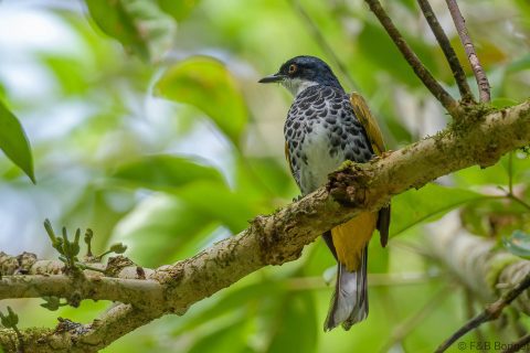Scaly-breasted Bulbul_Thailand-2