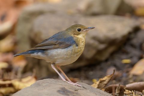 Siberian Blue Robin_Thailand-1