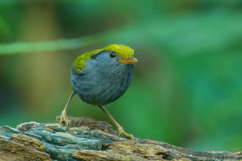 Slaty-bellied Tesia_Thailand-1