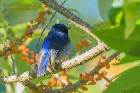 Small niltava thailand 1