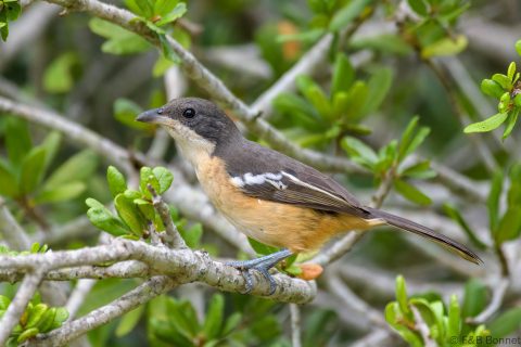 Southern Boubou_South Africa-2