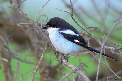 Southern Fiscal_South Africa-1