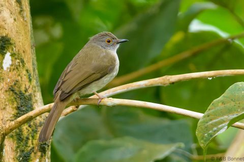Spectacled Bulbul_Thailand-5