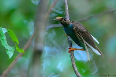 Standardwing_Indonesia-6