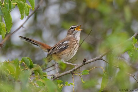 White-browed Scrub-Robin_South Africa-1