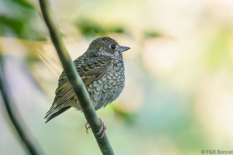 White-throated Rock Thrush_Thailand-1