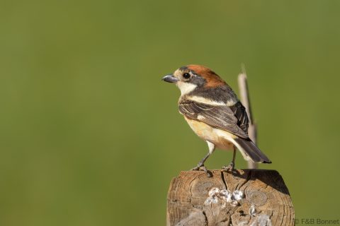 Woodchat Shrike_Spain-2