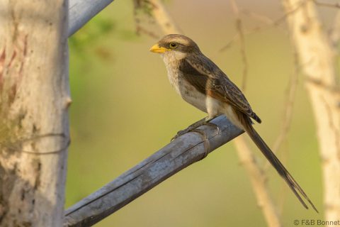 Yellow-billed Shrike_Senegal-1