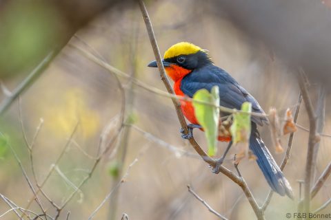Yellow-crowned Gonolek_Senegal-1