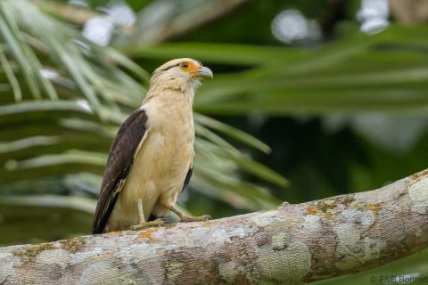 Yellow-headed Caracara_Ecuador-2
