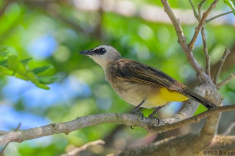 Yellow-vented Bulbul_Singapore-2