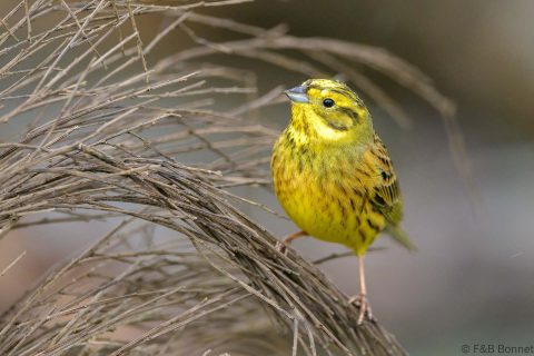 Yellowhammer_Spain-5
