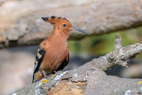 African Hoopoe_South Africa-5