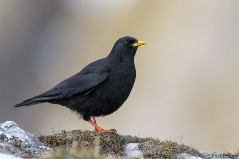 Alpine Chough_Spain-3