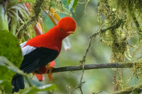 Andean Cock-of-the-rock_Ecuador-1