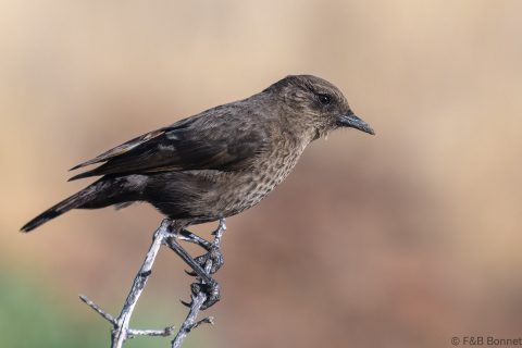Ant eating Chat South Africa