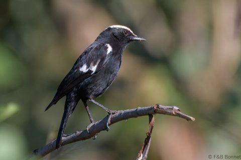 Arnot's Chat_South Africa-4