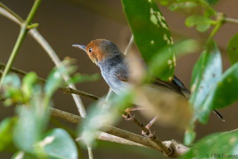 Ashy Tailorbird_Thailand-1