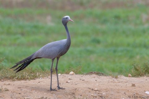 Blue Crane_South Africa-2
