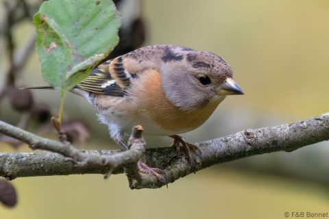 Brambling_France-1