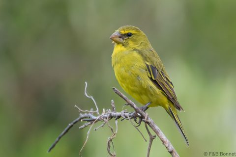 Brimstone Canary_South Africa-4